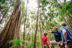 Rainforest and Wildlife Tour - Tamborine Lamington & O'Reilly's, Window To the Wilderness -