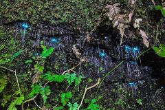 Nocturnal Rainforest, Waterfall & Glowworm Evening Tour