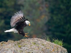 *2026 Private Bear and Raptor Tour for 11 NO lunch-DB