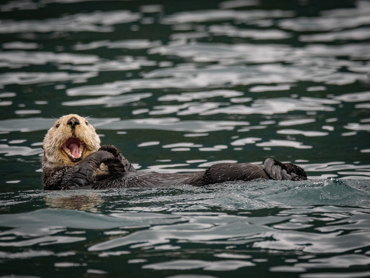 Sitka's Private Wildlife and Whale Watching Adventure with Concierge pickup Service and Meal