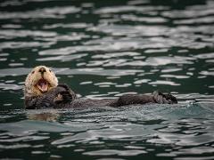 *2026 Sitka's PRIVATE Wildlife & Whale Watching Adventure with Concierge pickup Service and MEAL-DB