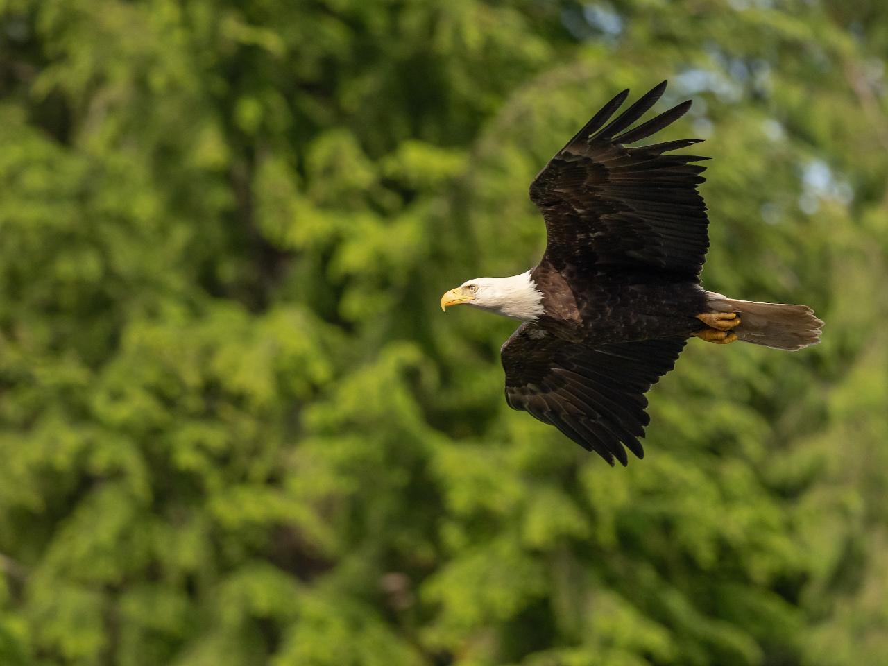 INDIVIDUAL Bear, Raptor Salmon Run Tour -No Meal 