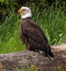 Raptor Center Add-On to existing tour