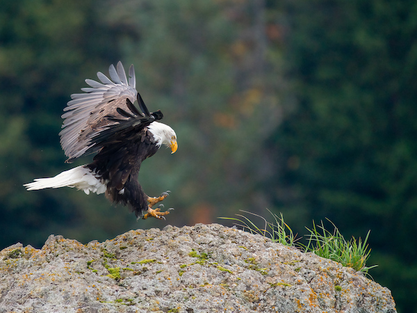 *2026 Private Bear and Raptor Tour for 7 WITH LUNCH-DB