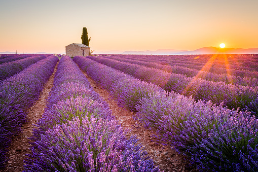 Bike Provence.