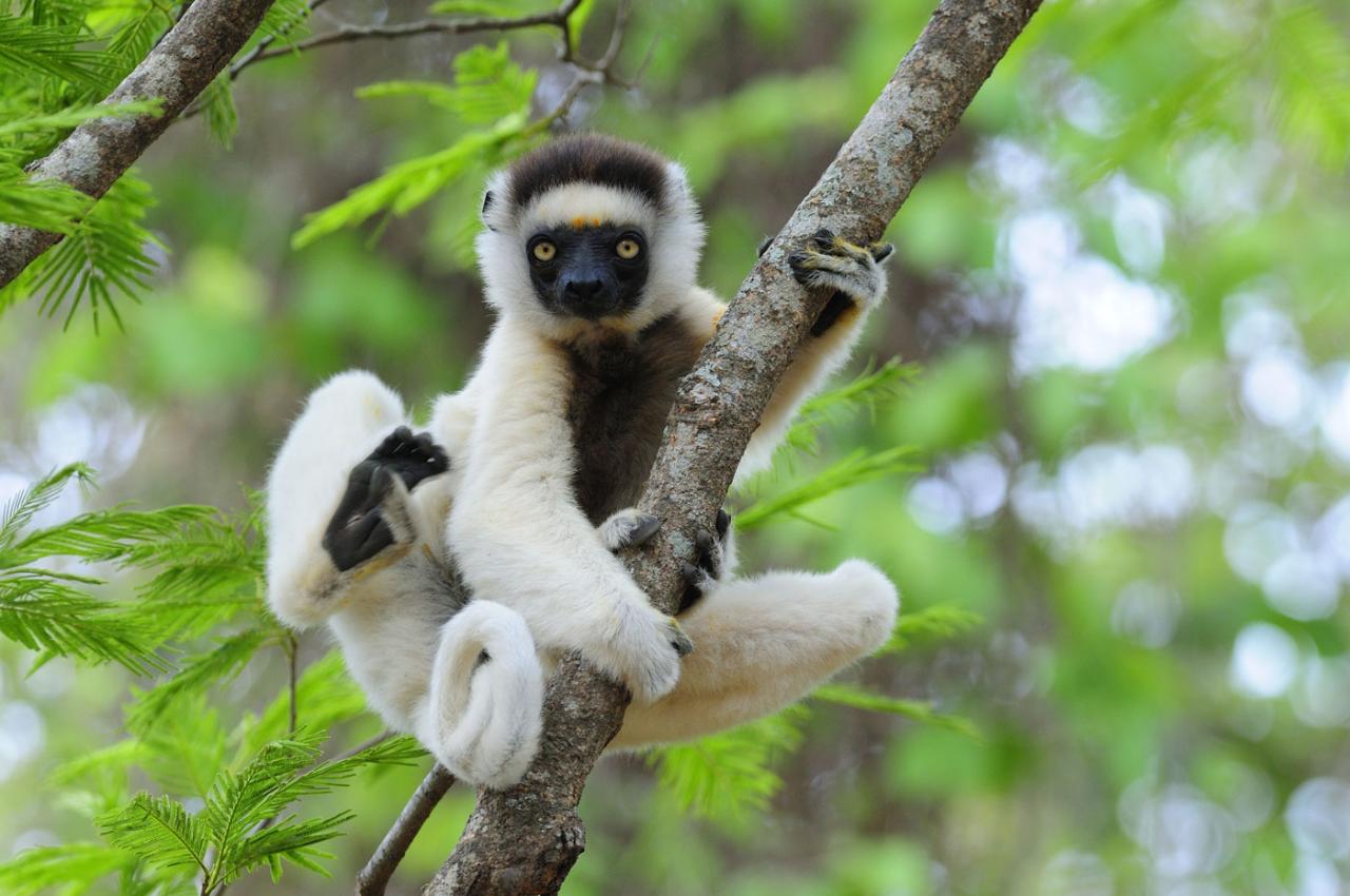 A Journey Across Madagascar: Nature, Culture, and Wildlife