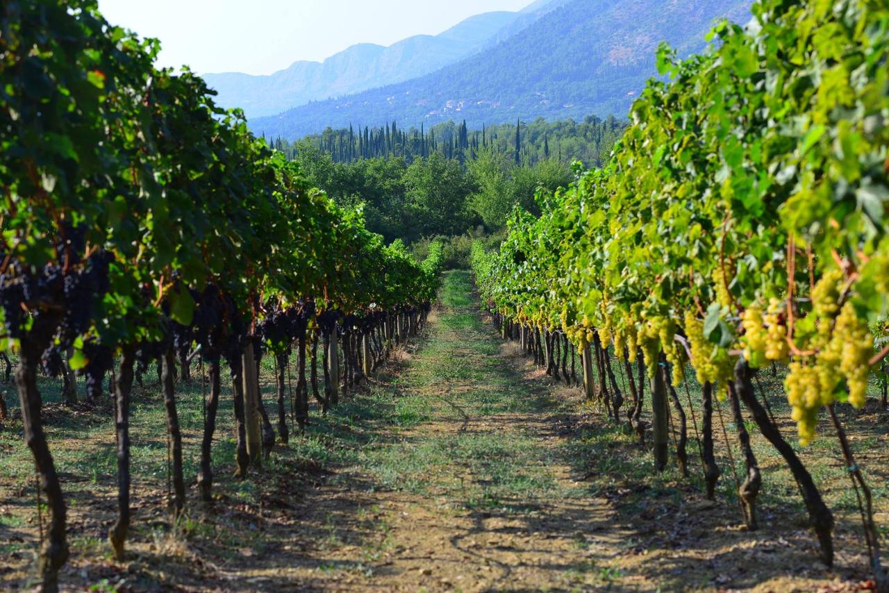 Discover the Pelješac Peninsula - A Wine Tour from Dubrovnik