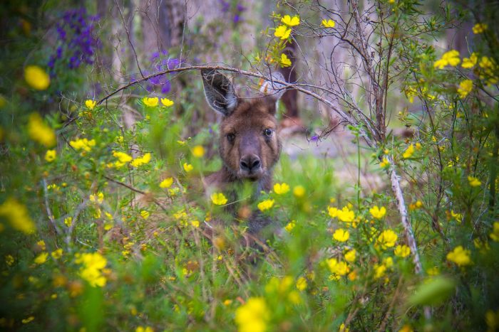 Bush Walkers