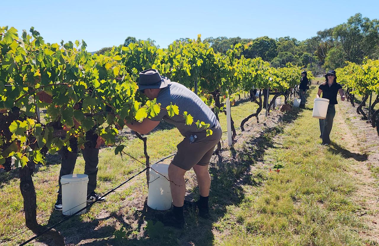 Winemaker for a Day - Harvest Edition