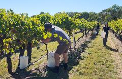 Winemaker for a Day - Harvest Edition