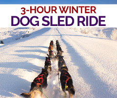 3hr Winter Dog Sled Tour in Knik, Alaska