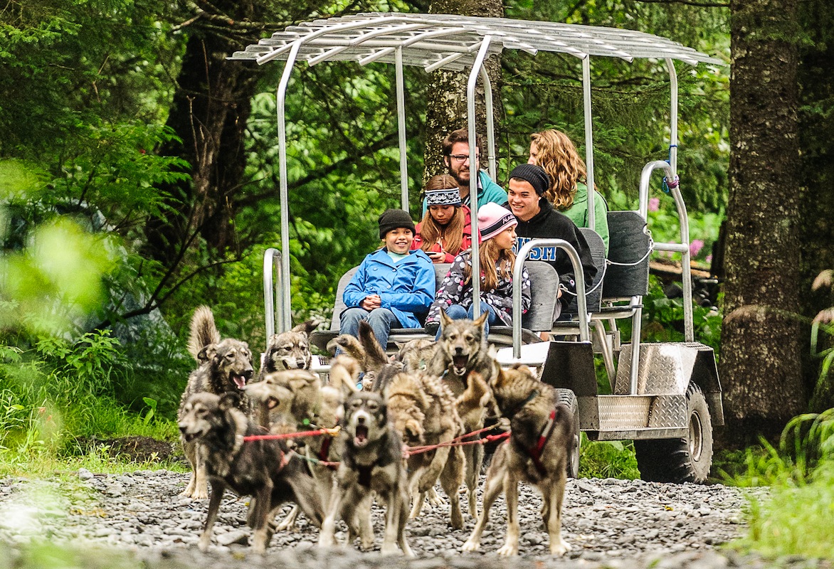 Turning Heads Kennel Tour & Dog Sled Ride