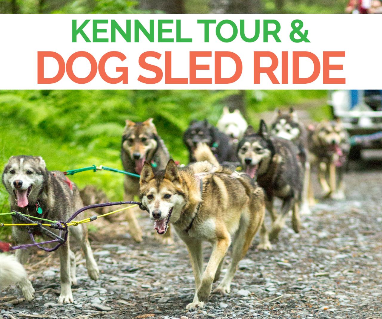 Turning Heads Kennel Tour & Dog Sled Ride