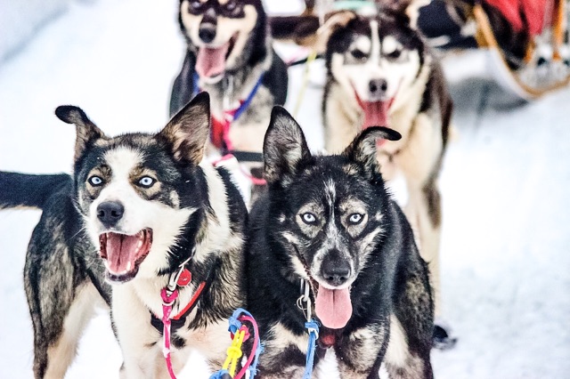 3hr Winter Dog Sled Tour in Knik, Alaska