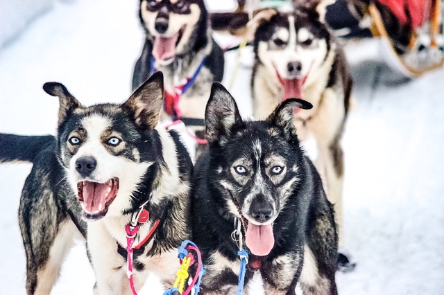 3 Days + 2 Nights Winter Dog Sled Tour, Willow, AK