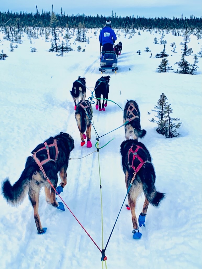1.5 Hr - Winter Dog Sledding in Knik, AK