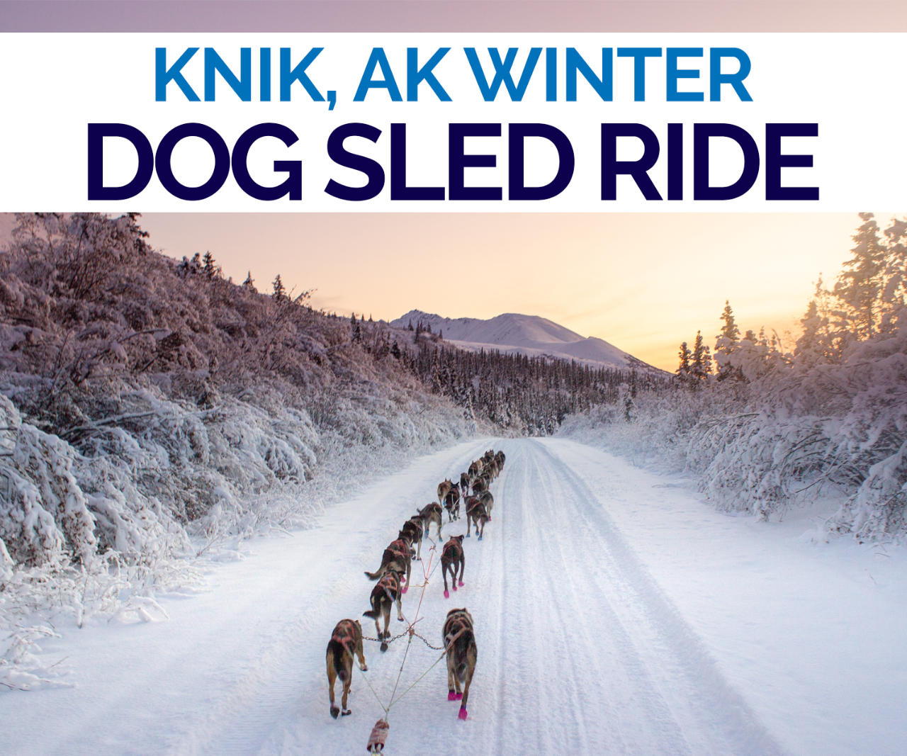 1.5 Hr - Winter Dog Sledding in Knik, AK