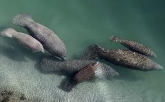 Crystal River: Naturalist Guide Eco Wildlife Manatee Tour