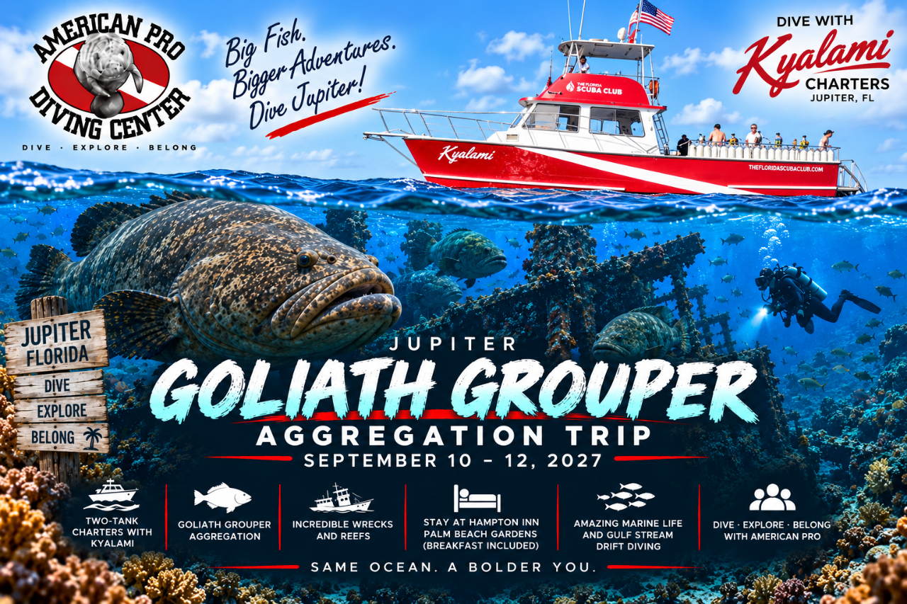Jupiter Goliath Grouper Aggregation Trip