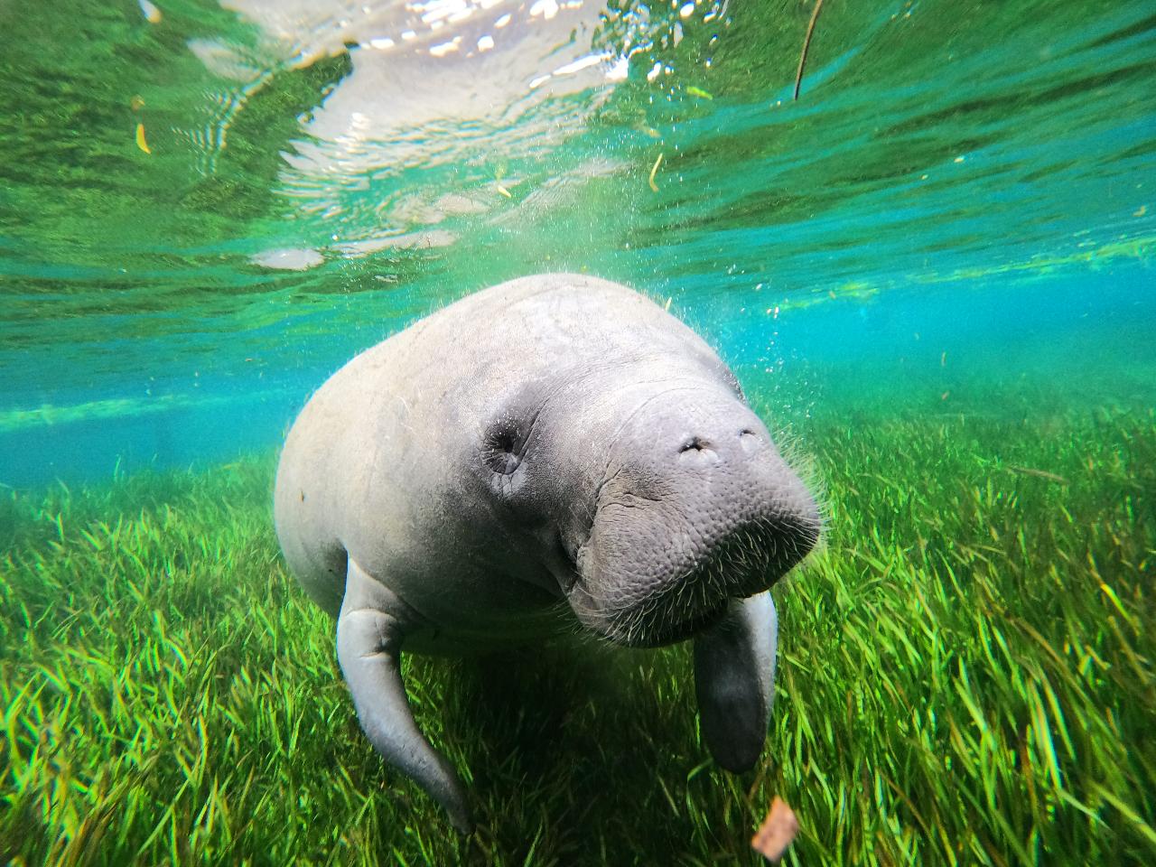 Crystal River - Private Manatee Snorkel Tour