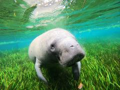 Crystal River - Private Manatee Snorkel Tour