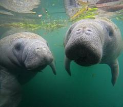 Crystal River - Manatee Snorkel Tour