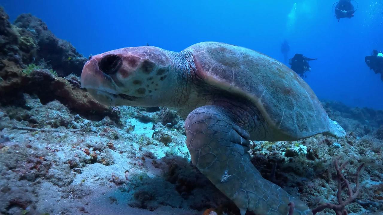Turtle Nesting Season Dive Trip — Palm Beach