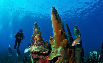 Belize Dive Adventure
