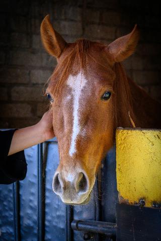 pexels_andreapamelahs_28469869