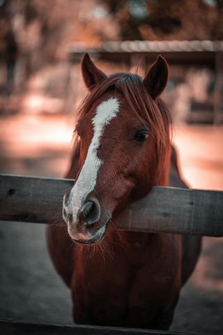 pexels_davincidelasfotos_17817461
