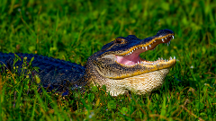 IRRESISTIBLE COMBO Everglades and Miami City Tour