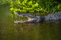 Everglades Small Group - Value Tour