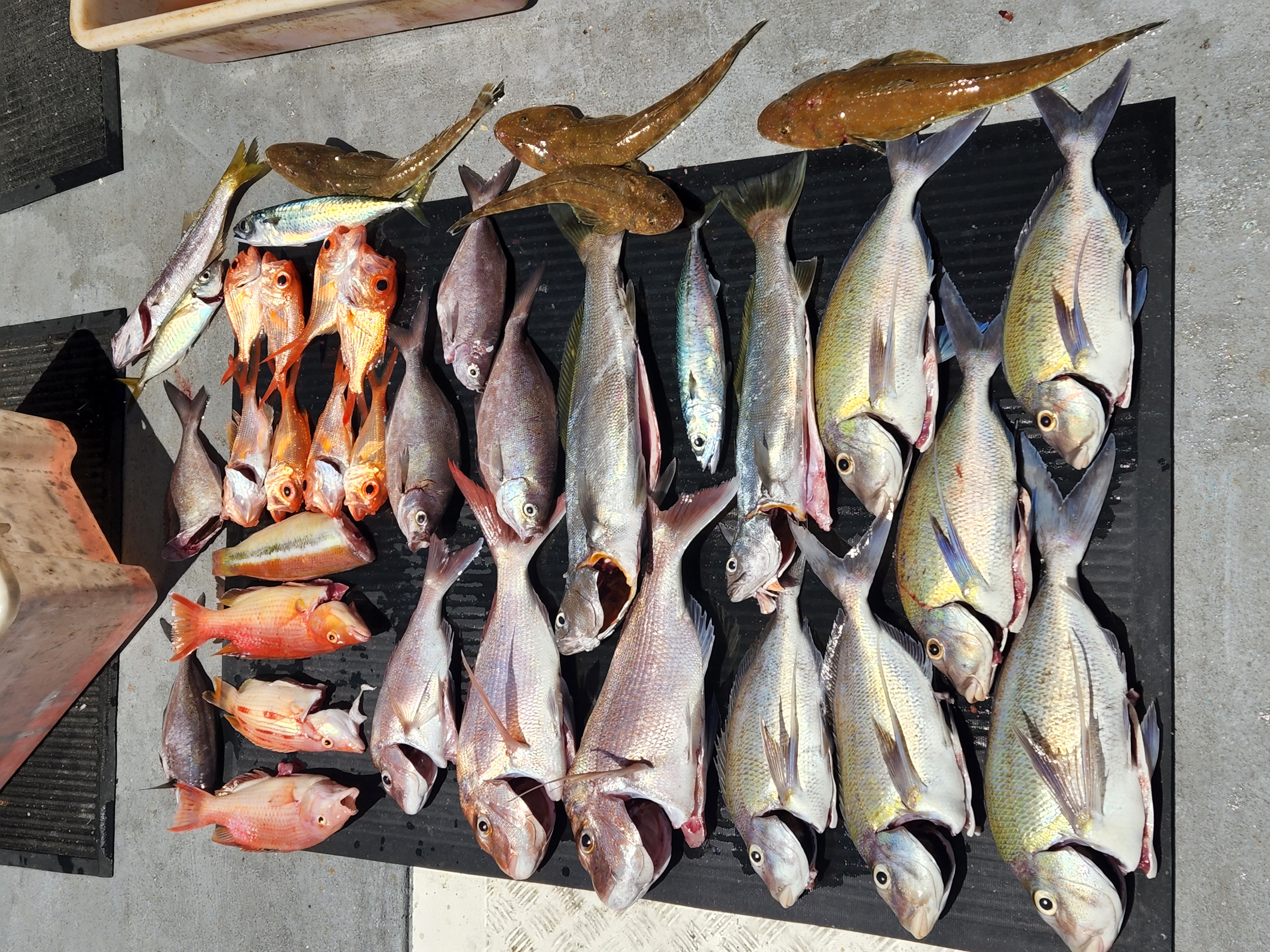 REEF FISHING - 1/2 Day Individuals (Combined Groups)