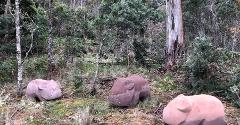 Chauncy Vale Wildlife Sanctuary