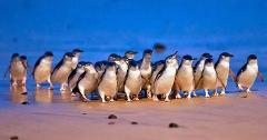 Phillip Island Penguin Parade & Coastal Adventure