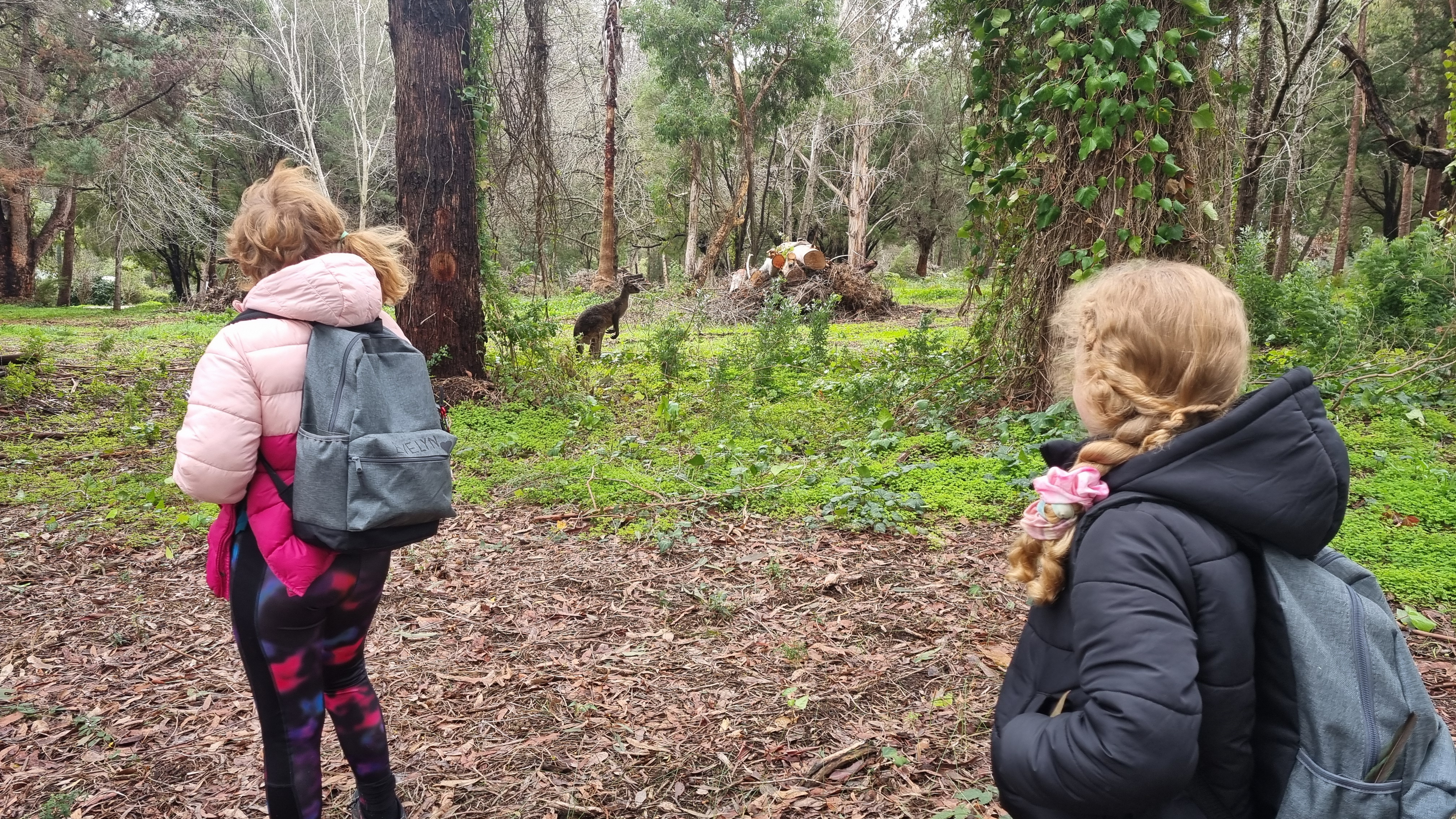 Pemberton Karri Forest Immersion (6+ Years - 4-Hour Drop-Off)