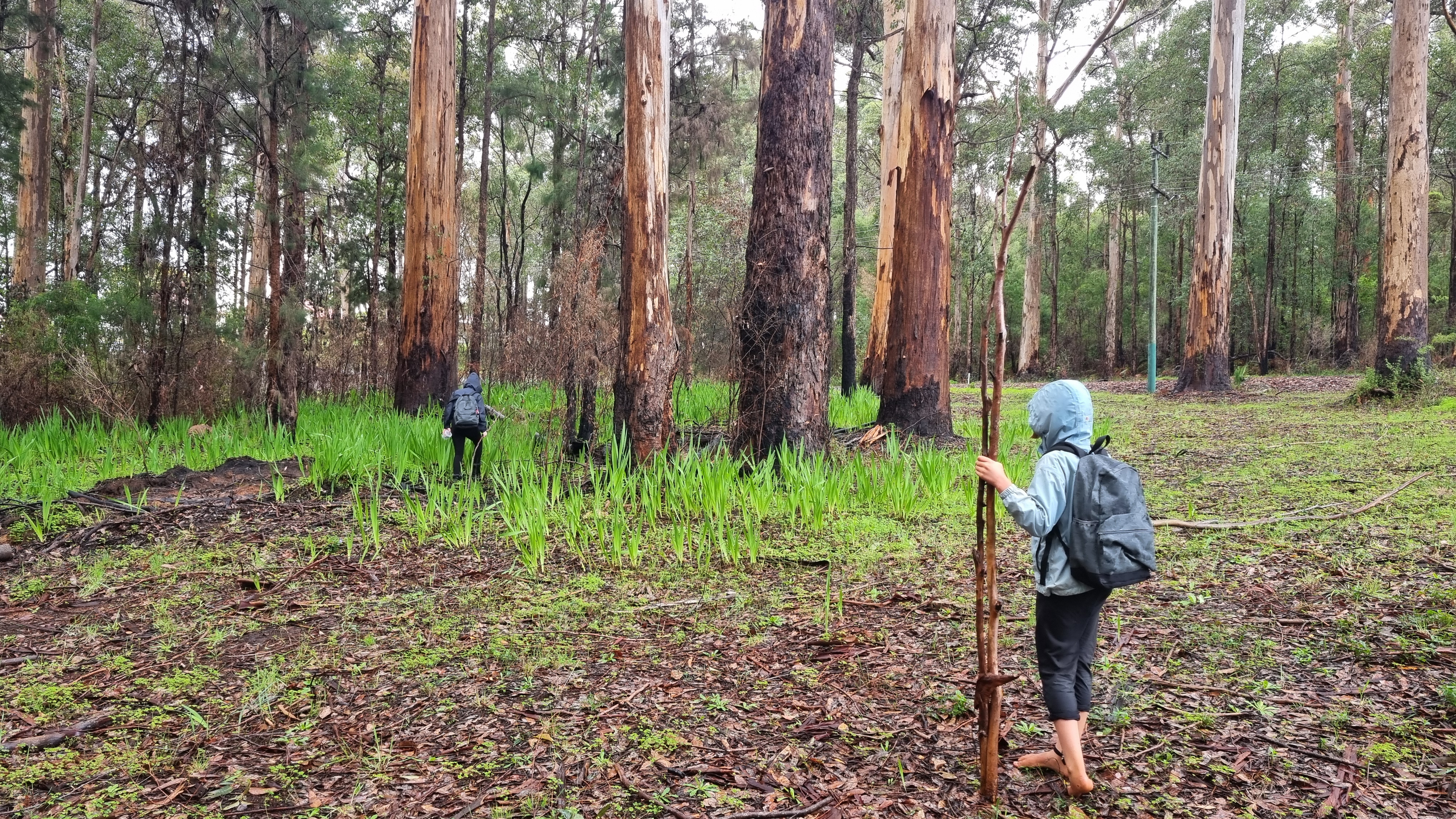 Pemberton Karri Forest Immersion (6+ Years - 4-Hour Drop-Off)