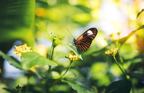 Butterfly_Conservatory_Niagara_Falls_med