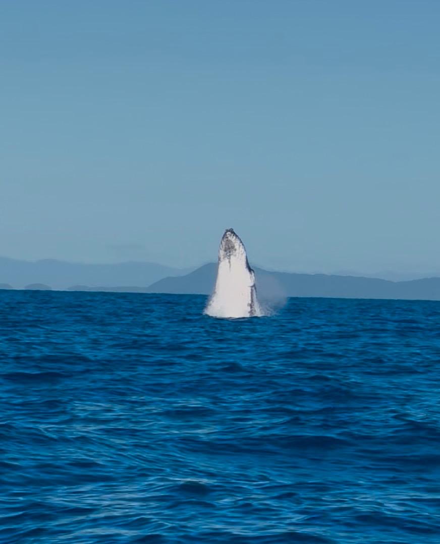 Whale Watching