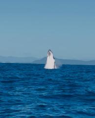 Whale Watching