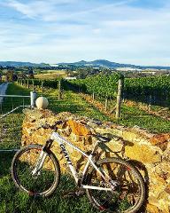 Ride in the Vines Tour