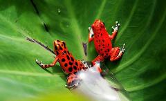 Red Frog Discovery