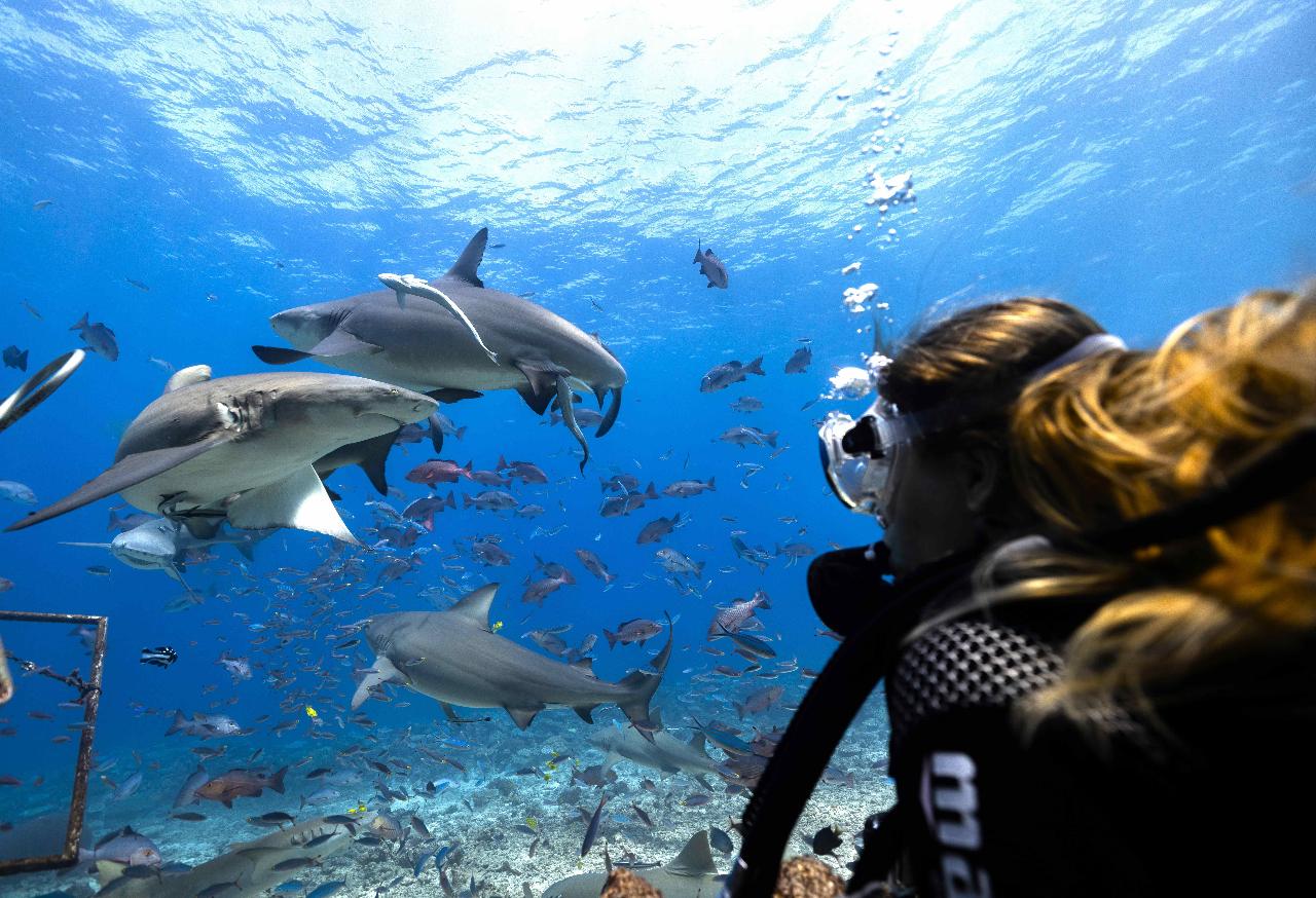 Awakening Shark Dive Day Cruise