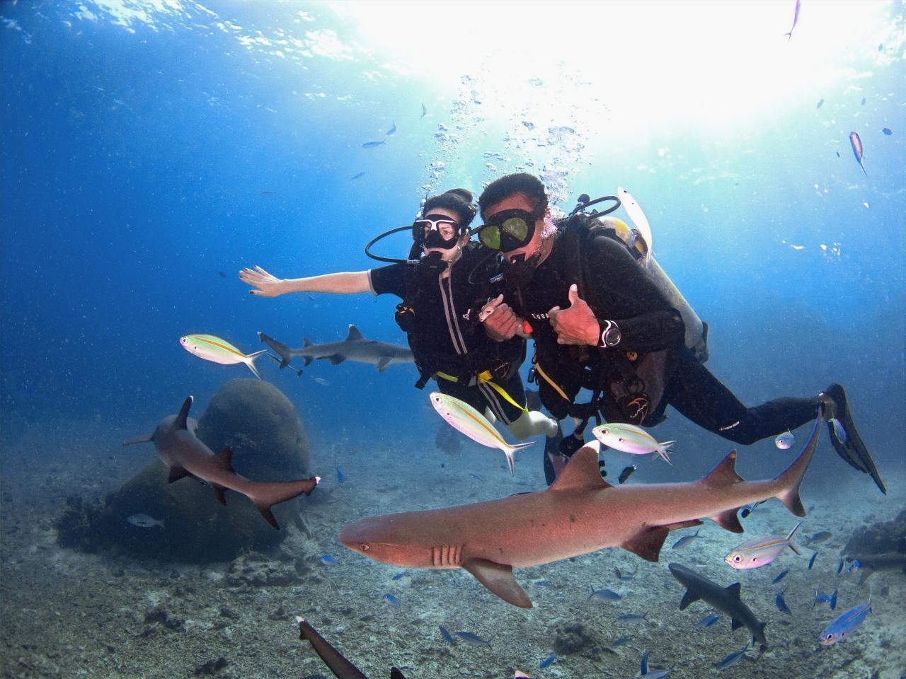 Introductory Dive with Reef Sharks Day Cruise