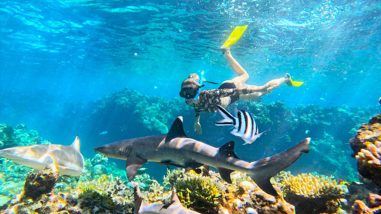 Snorkelling with Reef Sharks Day Cruise