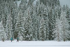 Private Guided Snowshoeing