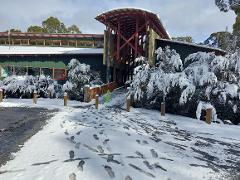 Lake St Clair to Launceston WINTER TRANSFER