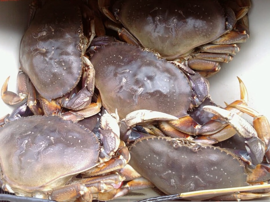 Morning Salmon Charter + CRAB (Private)