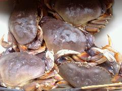 Morning Salmon Charter + CRAB (Private)
