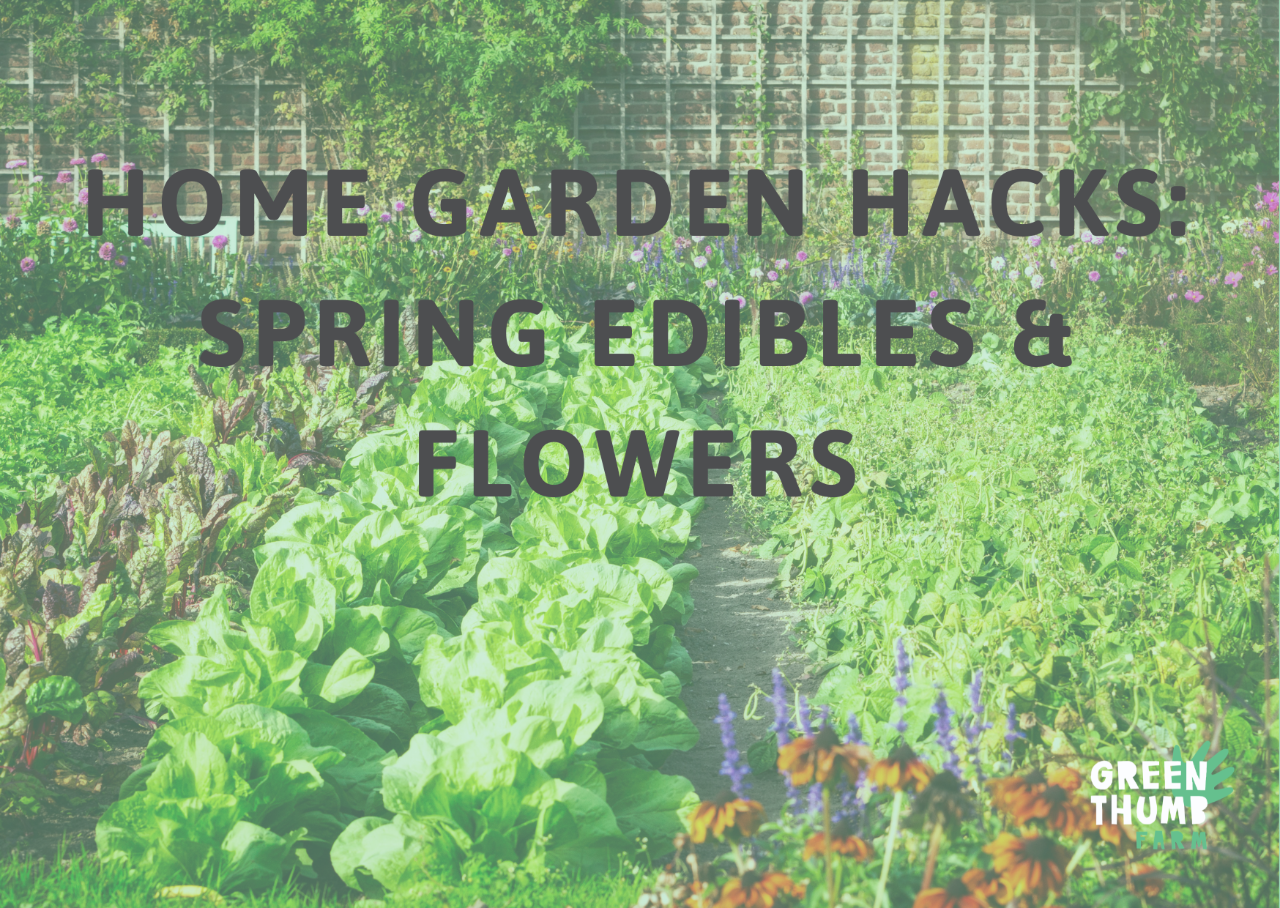 Home Garden Hacks: Spring Edibles & Flowers 